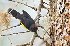 Slate-throated Redstart